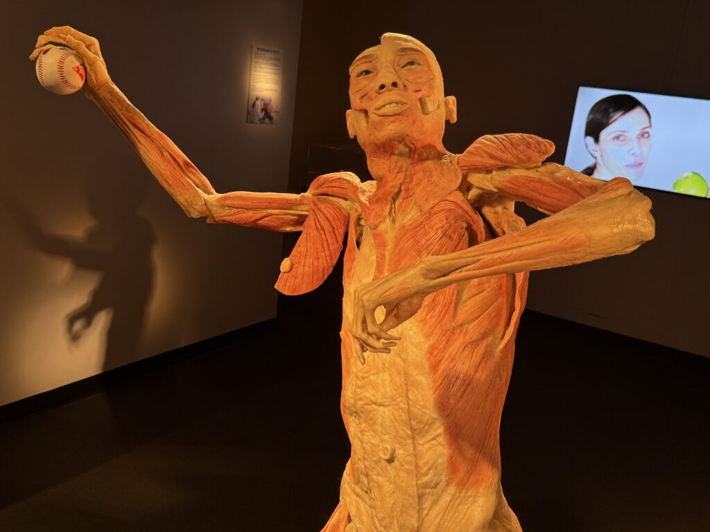 A preserved human body posed, throwing a baseball.