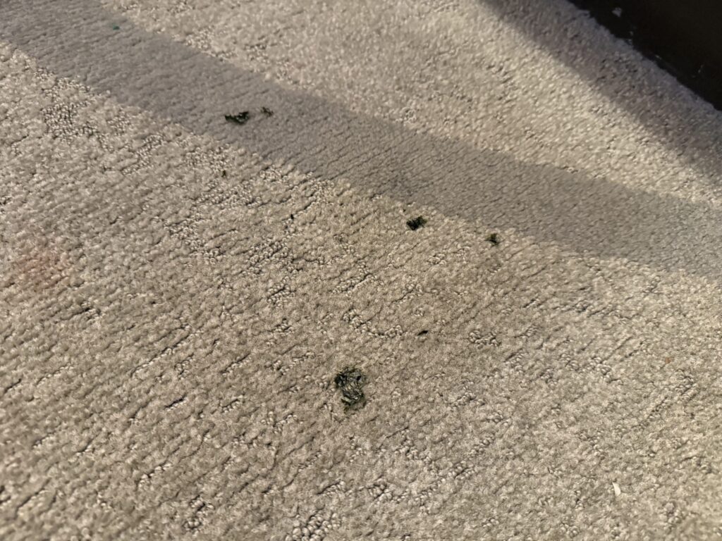 Close up of carpeting with black specks on it. 